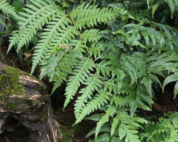Woodwardia unigemmata in geschützter, schattiger Lage
