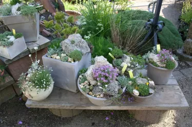 Frostfeste Terrakotta mit alpinen Stauden bepflanzt, stehen zu Verkauf