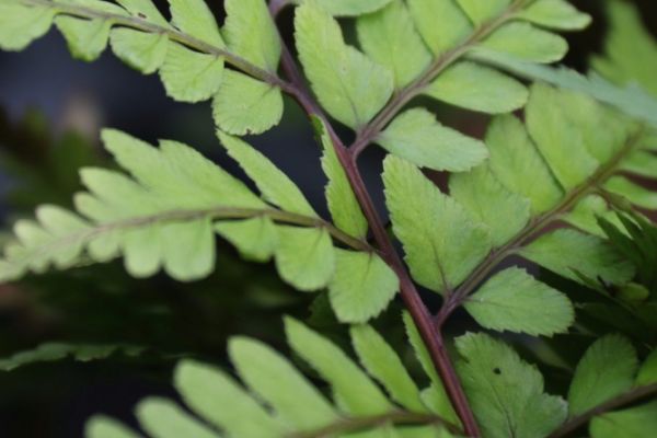Öhriger Frauenfarn Athyrium otophorum var.okanum