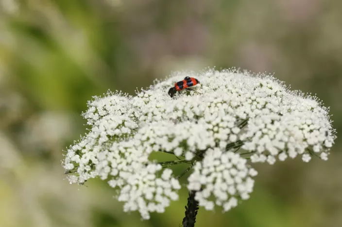 Bienenkäfer auf Kümmelsilge