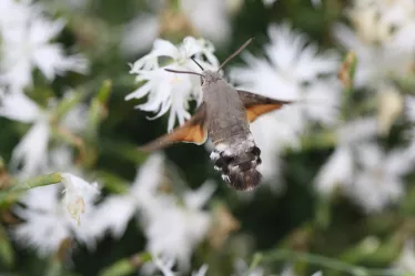 Taubenschwänzchen schwebt über der zottigen Blüte einer weißen Teppichnelke und saugt mit seinem langen Rüssel den Nektar aus dem Blütenkelch