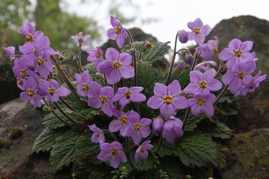 15 Jahre altes Prachtexemplar von Ramonda myconi in unserem Garten
