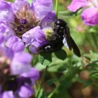 Prunella mit Holzbiene
