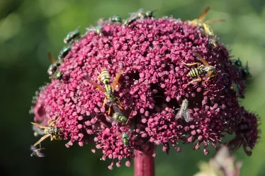 kurzrüsslige Insekten suchen Nahrung auf der rosaroten Doldenblüte der Roten Engelwurz - Angelica gigas
