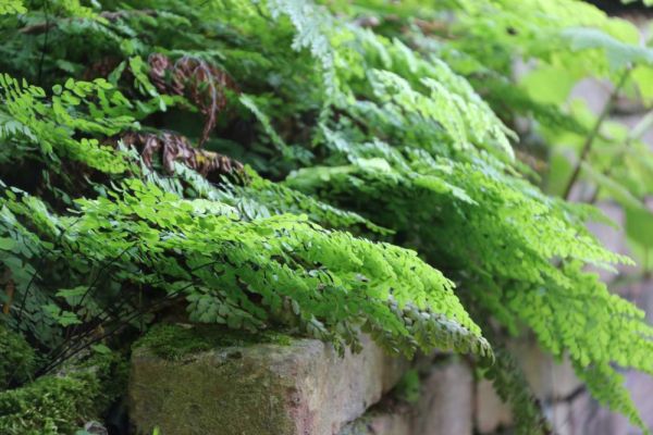 Das Venushaar auf einer Mauer -Adiantum venustum