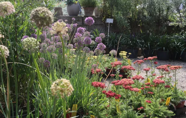 Rote Schafgabe und Zierlauch und weitere Stauden für das sonnige Beet
