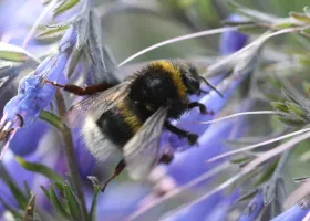 Hummel ist zu groß für die Blüte und bohrt deshalb ein Loch am Blütengrund, um an den tief sitzenden Nektar zu gelangen