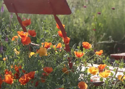 Roter Stuhl im Mohn, ein schöner Zufall