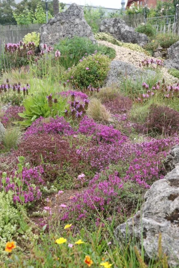 Naturnahes Schaubeet von Steffi Eidmann mit heimischen Stauden: Vorbild schwäbische Alb