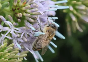 Honigbiene sammelt den blauen Pollen von Trachelium jacquinii, man erkennt es an den blauen Pollenhöschen der Biene