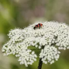 Bienenkäfer auf Kümmelsilge