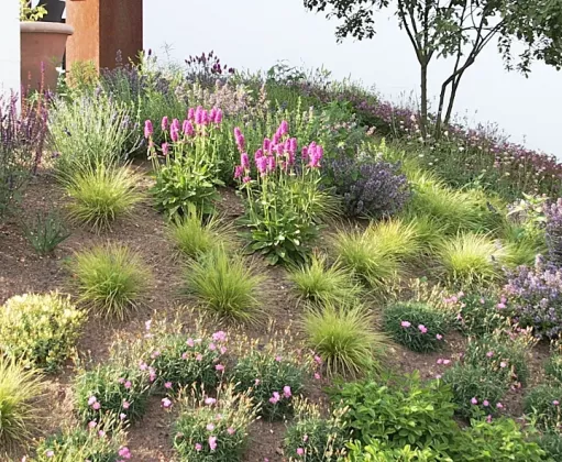 643Frisch angelegtes Staudenbeet bei Kunden mit insektenfreundlichen, trockenheitsverträglichen Stauden, gepflanzt an einem sonnenexponierten Hang