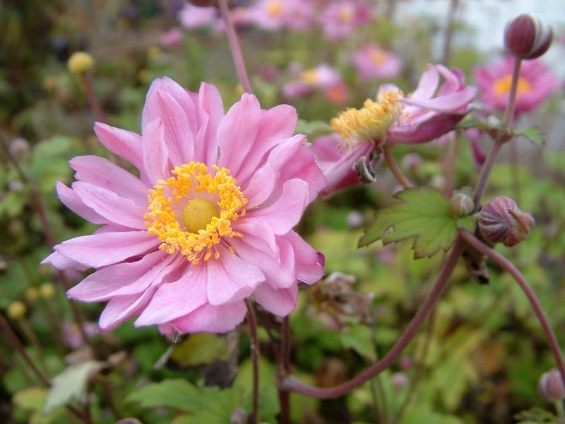 Herbstanemone Pamina, Einzelblüte Herbstanemone Pamina, Einzelblüte