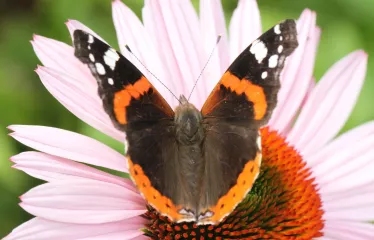 Admiral auf Echinacea Little Magnus