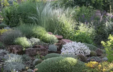 Thema Steingarten - Felssteppe, Dornpolster und Gräser