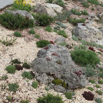 Stauden gruppiert mit größeren Steinen