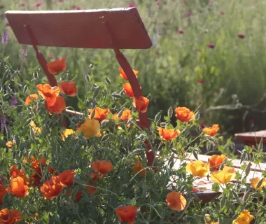 Roter Stuhl im Mohn, ein schöner Zufall
