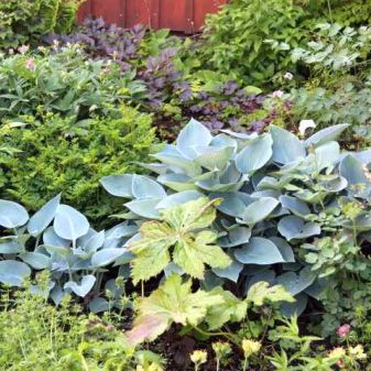 Schaubeet im Schatten