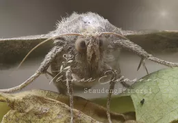 Makroaufnahme eines Brombeerzünslers. Die starren Augen und die Härchen in Großaufnahme geben ihm ein futuristisches Erscheinungsbild