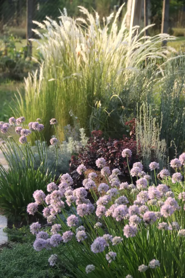 Zierlauch und verschiedene Gräser kombiniert