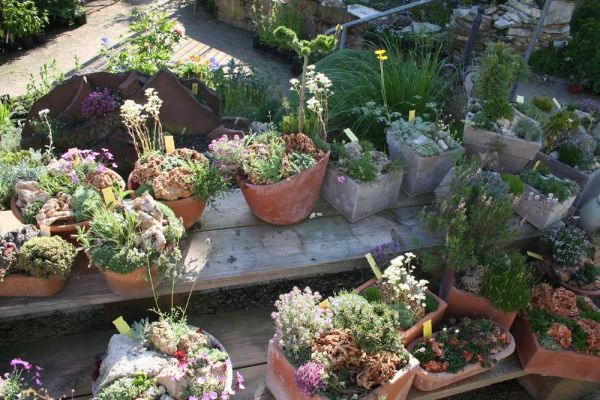 Dauerhafte Mini-Steingärten in Schalen