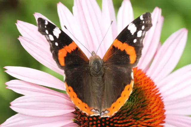 der Schmetterling Admiral sitzt auf der rosa Blüte eines Echinacea-Sonnenhuts und wärmt seine Flügel auf