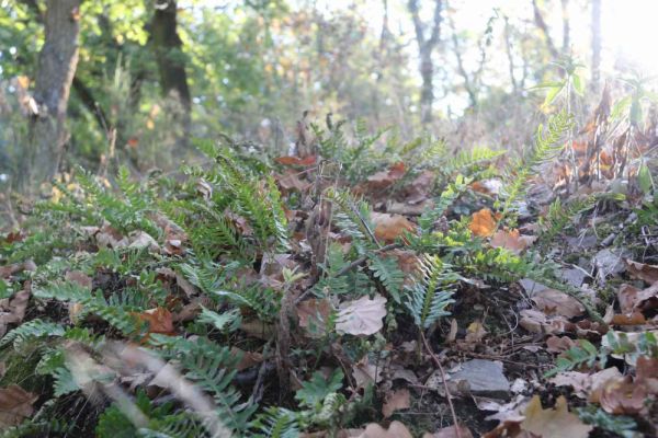 Polypodium vulgare Naturstandort