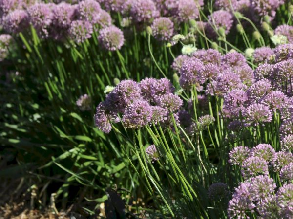 Allium x Millenium, ein sehr trockenheitsverträglicher Zierlauch