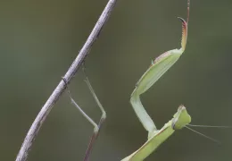Nahaufnahme einer Gottesanbeterin, die sich an einem Pflanzenstiel festhält und so auf vorbeifliegende Beute lauert