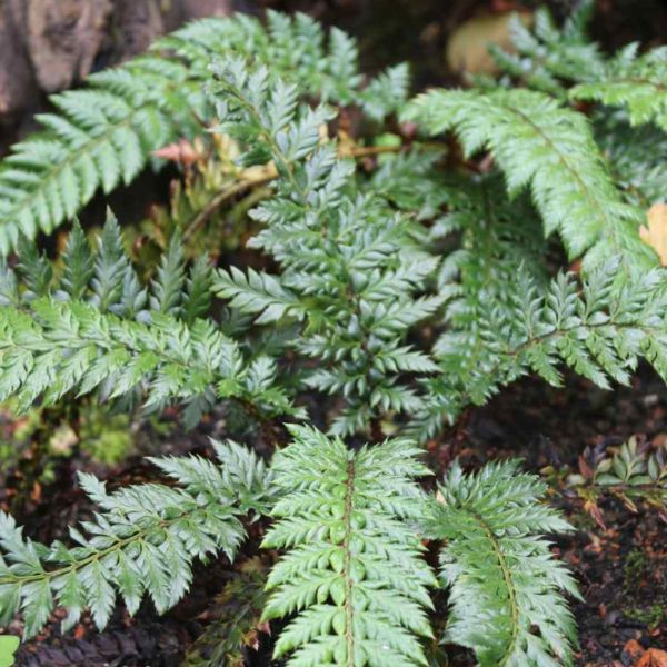 Asiatischer Glanzschildfarn - Polystichum neolobatum