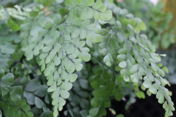 Nahaufnahme eines Wedels von Adiantum venustum