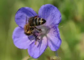 Eine Honigbiene sammelt Pollen und Nektar am der blauen Blüte des heimischen Wiesenstorchschnabels - Geranium pratense