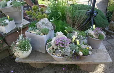 Frostfeste Terrakotta mit alpinen Stauden bepflanzt, stehen zu Verkauf
