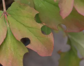 die Blätter von Paeonia mascula weißen am Rand runde Löcher auf. Diese rühren von der Arbeit der Blattschneiderbiene, die die Blattteile für ihren Nestbau herausgeschnitten hat