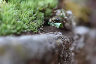 Eine Blattschneiderbiene hat ein Blattstück aus einer Pflanze geschnitten und fliegt mit ihm zum Eingang ihres Nests in einem kleinen alten Dachwurztrog