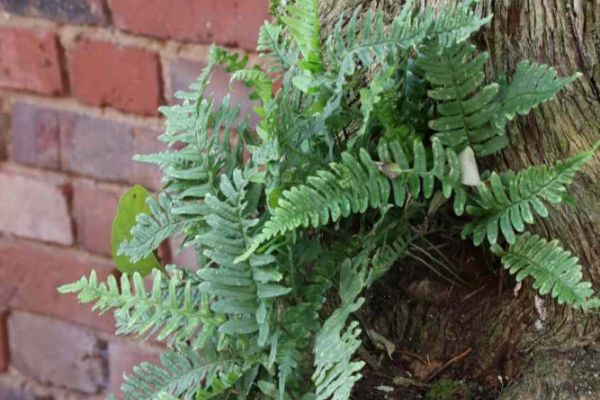 Heimischer Tüpfelfarm - Polypodium vulgare in Asthoehle