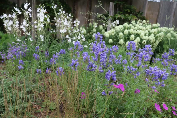 Drachkopf, Graslilien und Stauden-Klee