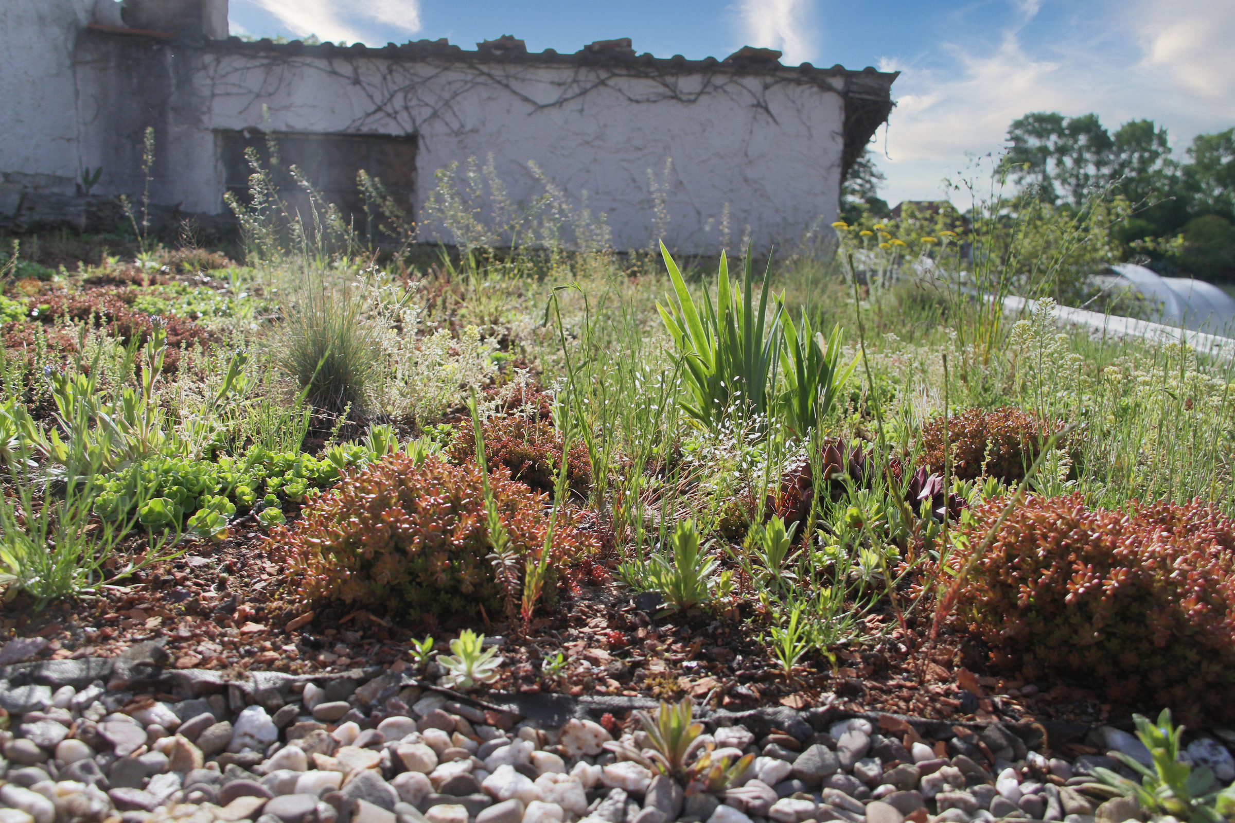 Unser erfolgreicher Test einer Dachbegrünung auf dem eigenen Garagendach in unserer Staudengärtnerei