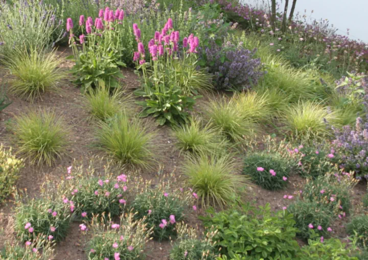 Frisch angelegtes Staudenbeet bei Kunden mit insektenfreundlichen, trockenheitsverträglichen Stauden, gepflanzt an einem sonnenexponierten Hang