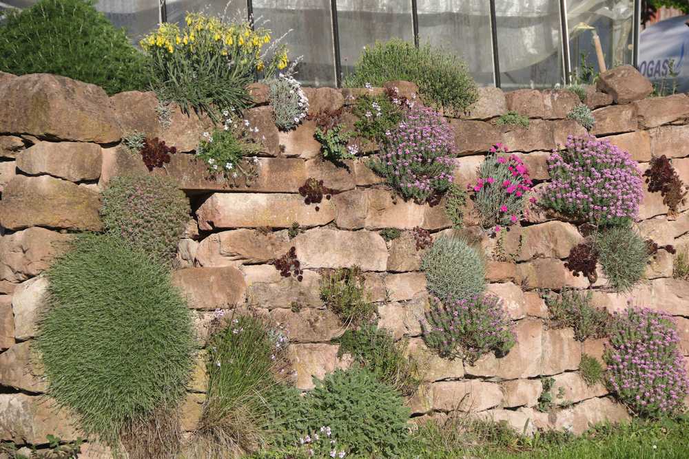 Der Steingarten in Form einer echten Trockenmauer