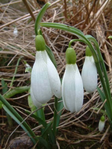 Schneeglöckchen Sorte Atkinsii, eine großblumige Schneeglöckchen-Sorte