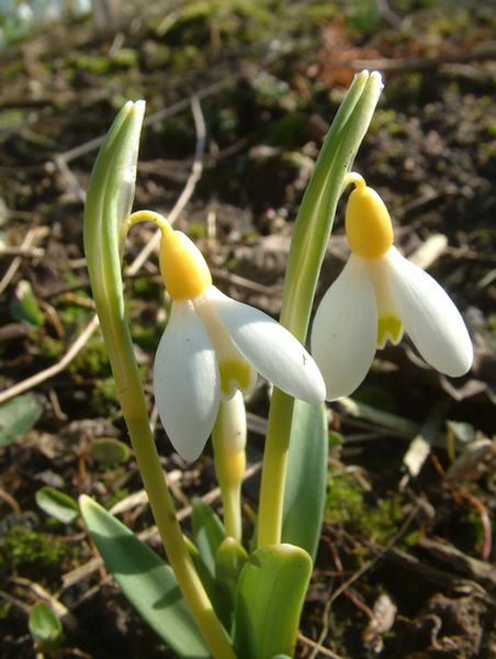 Galanthus 'Primrose Warburg' mit gelblicher Zeichnung der Blüten